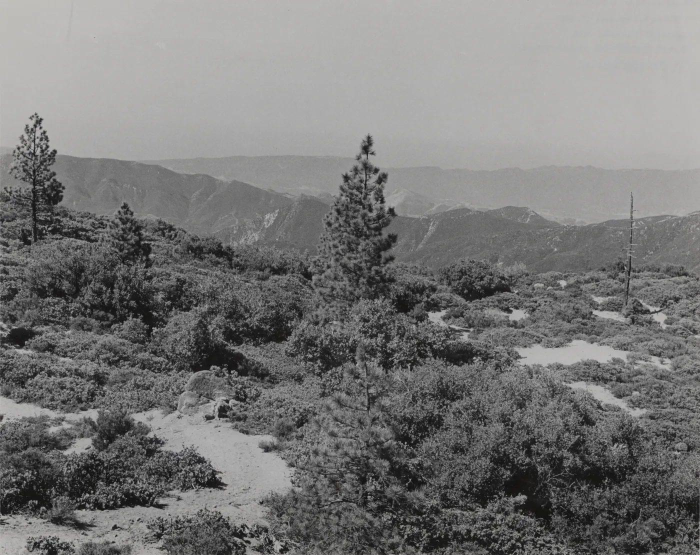 Pinus ponderosa, looking south from summit of Coche Trail, San Rafael Mountains
