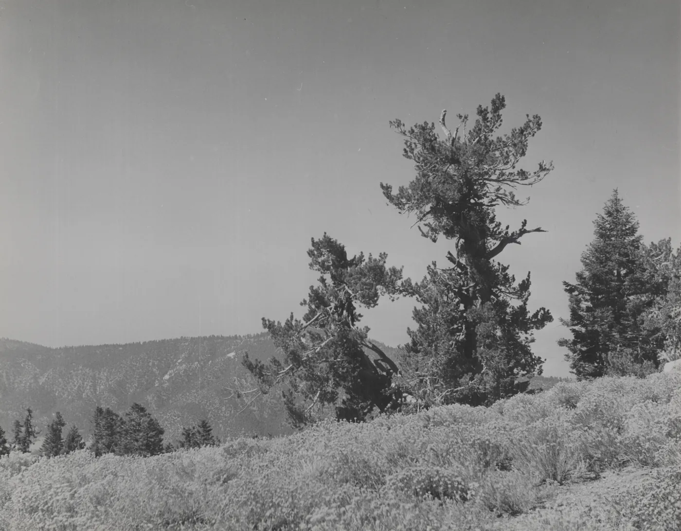 limber pines, Pinus flexilis, Mt Pinos