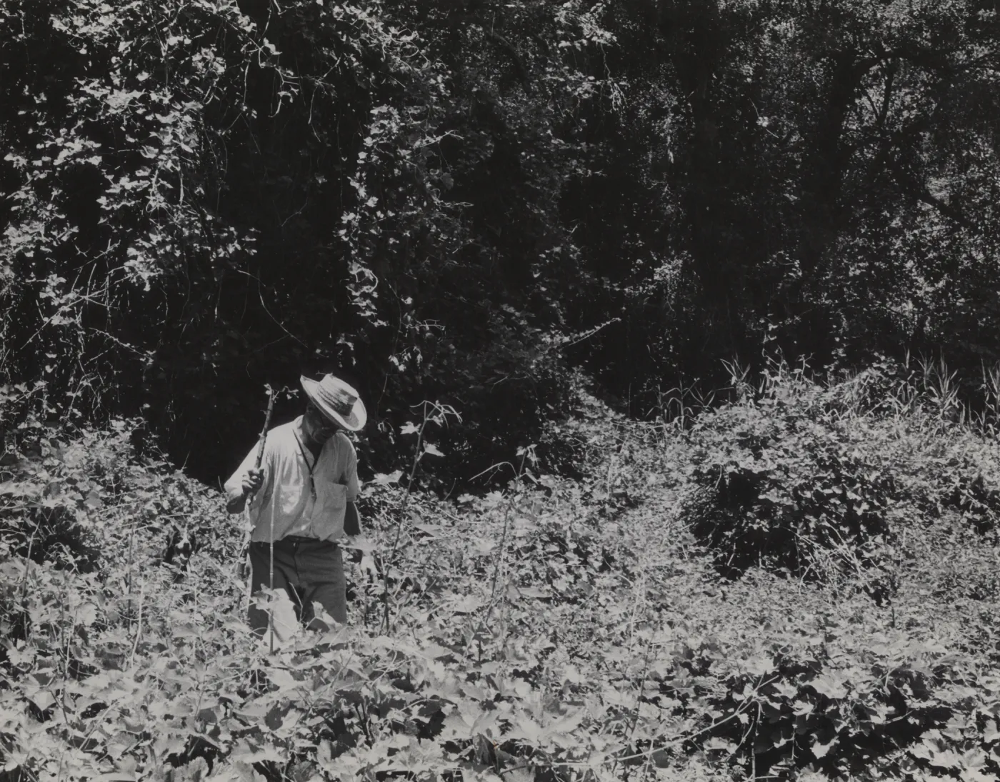 Clif Smith exploring the historic grapevine, Vitis, in the east fork of Santa Cruz Creek watershed, Grapevine Creek
