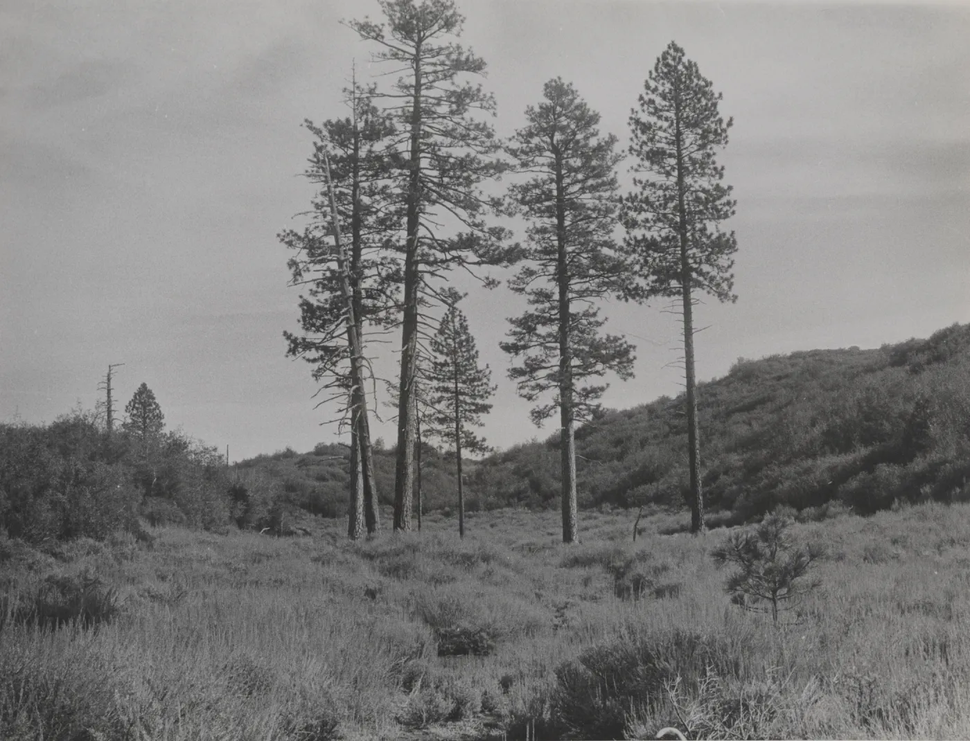 Relict Ponderosa pines on Dry Lakes Ridge above north fork of Matilija Creek