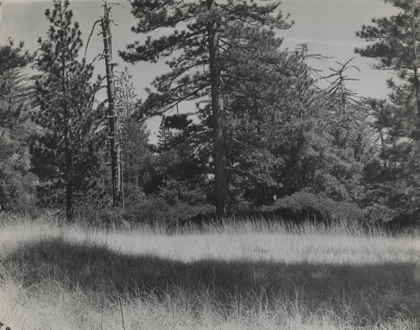 meadow on Mission Pine Mountain