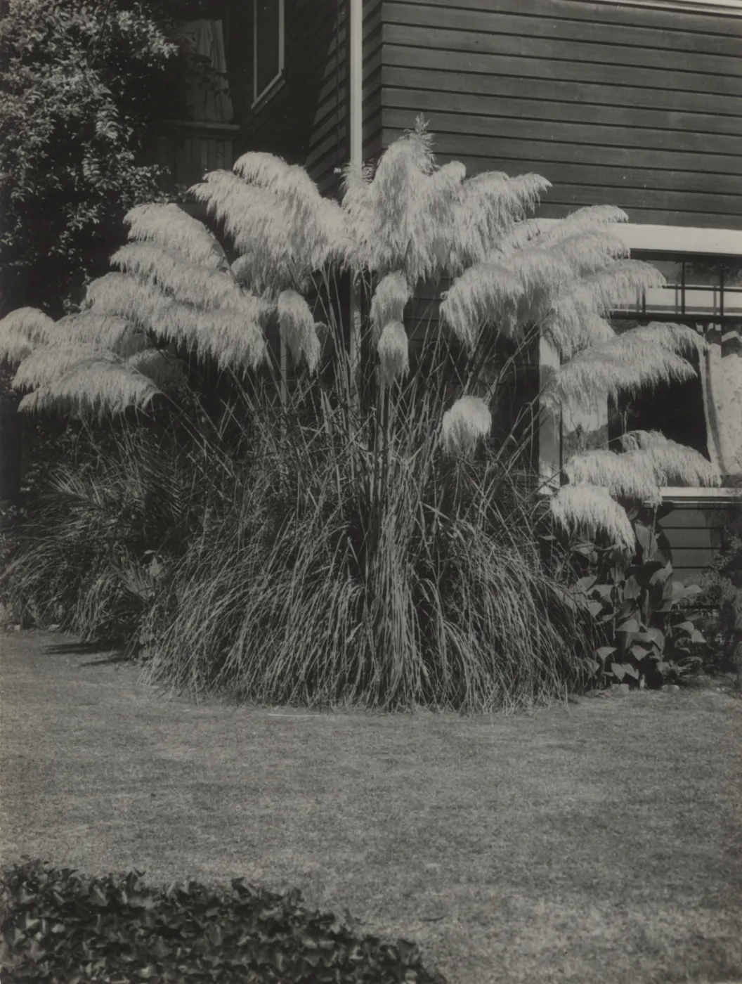 Pampas Grass next to house