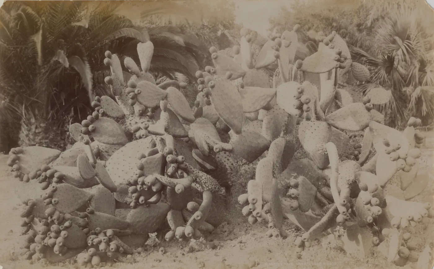 Opuntia cactus (Prickly-pear) with two small palms in background