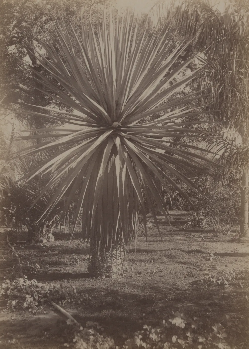 Montecito 'Tropical Garden'