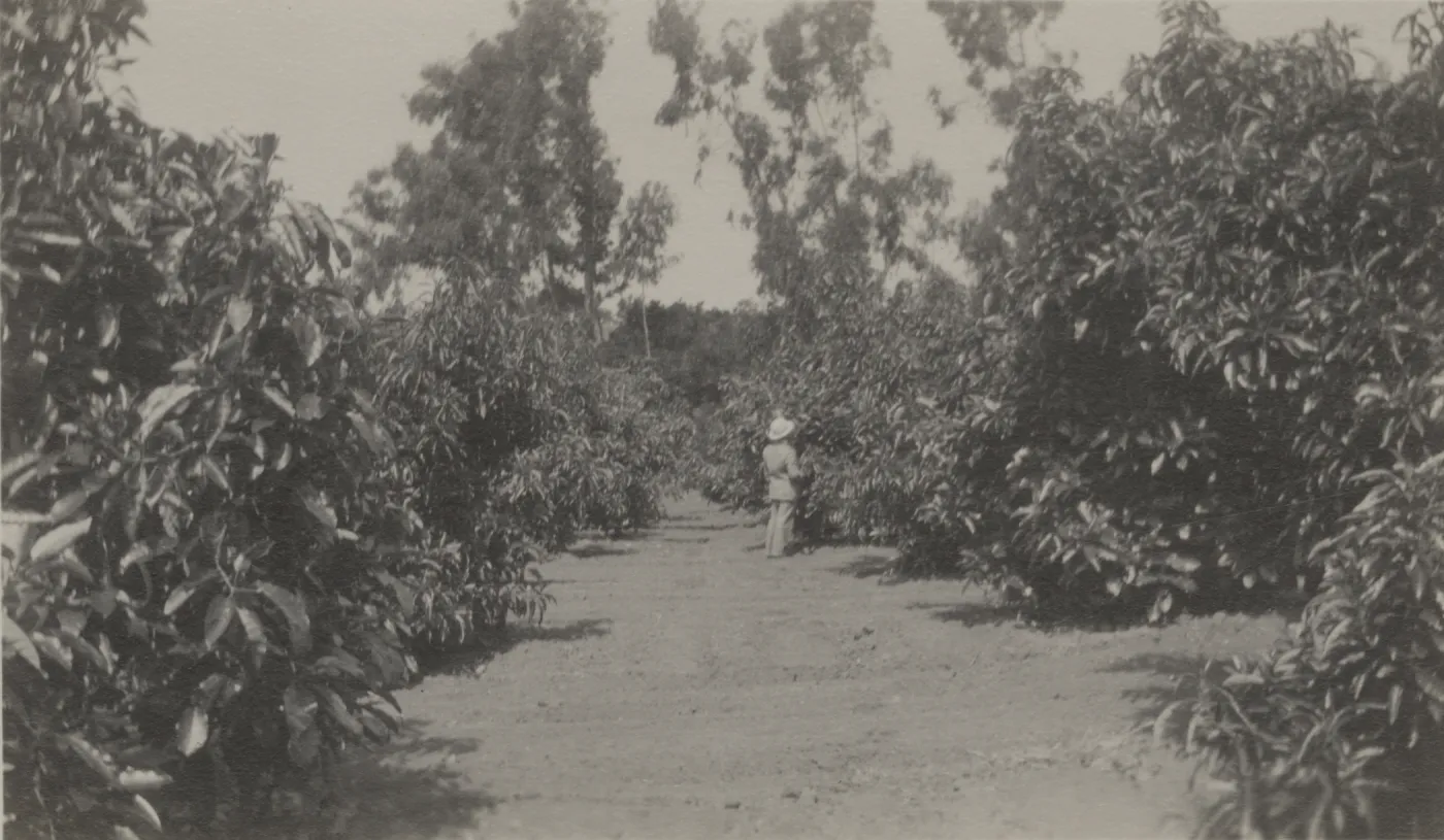 Historic photo of Hay Hill, Torocado Ranch avocado orchard
