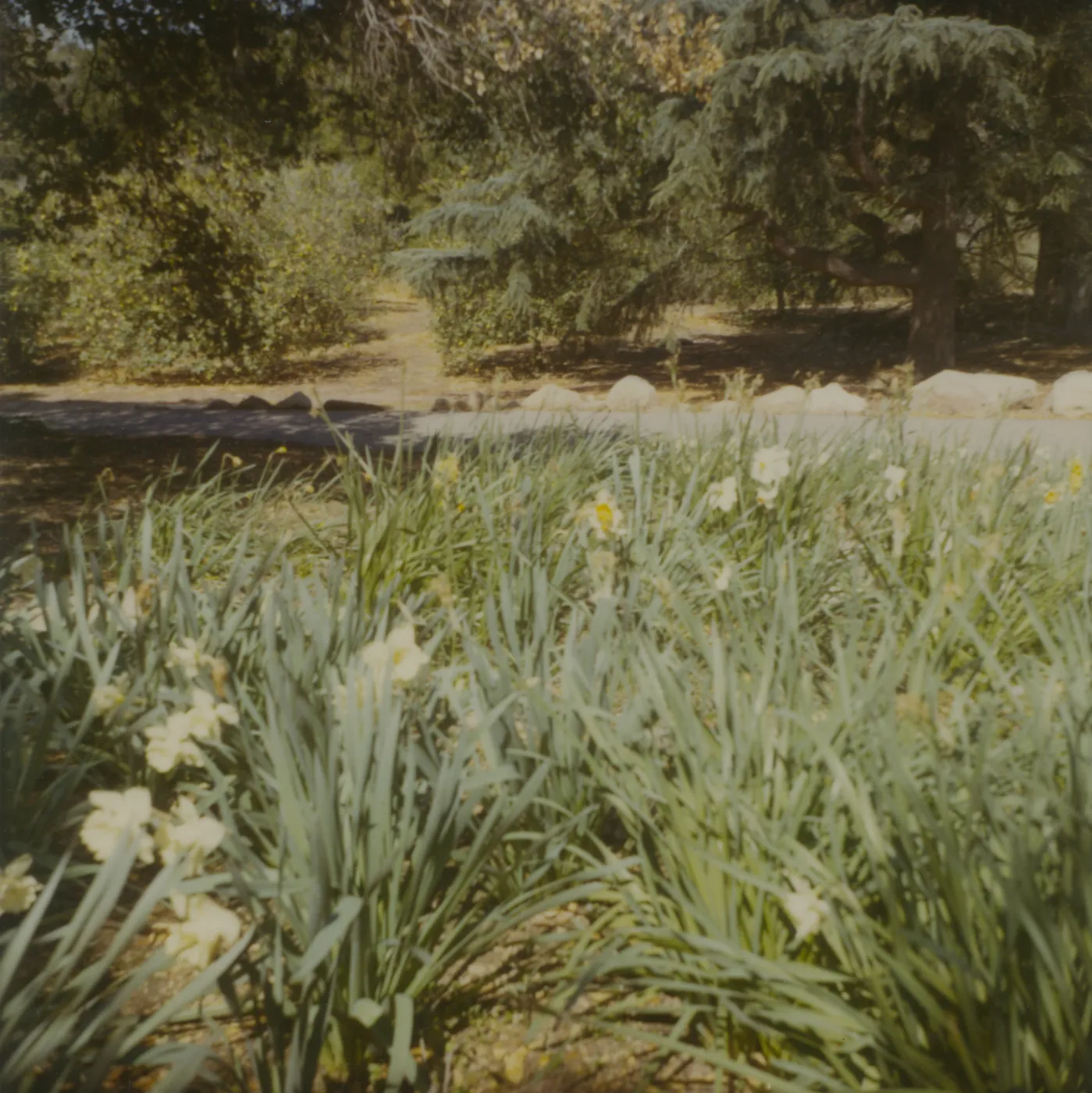 Historic photo of Hay Hill, Torocado Ranch, daffodils