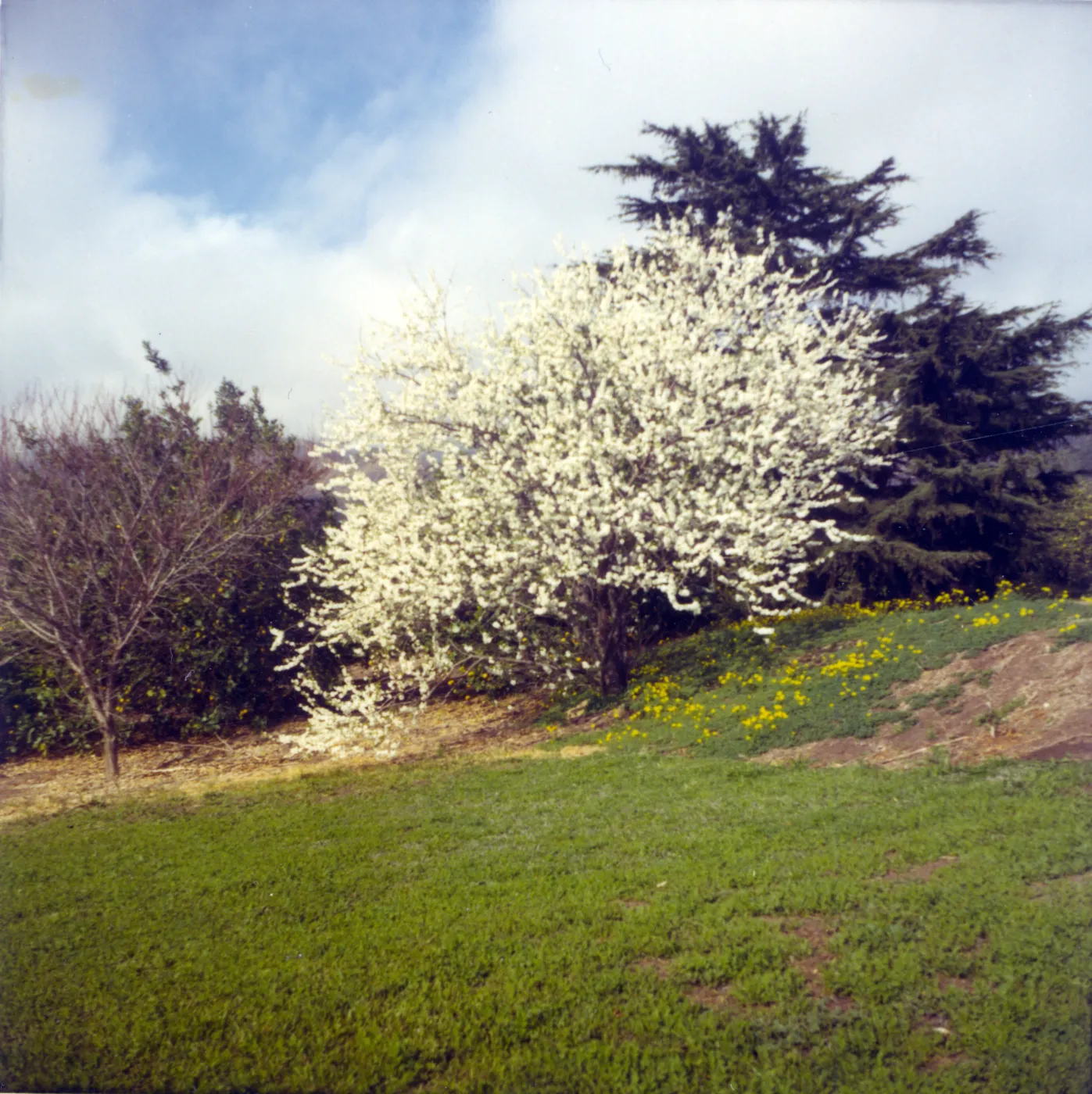 Historic photo of Hay Hill, flowering peach tree