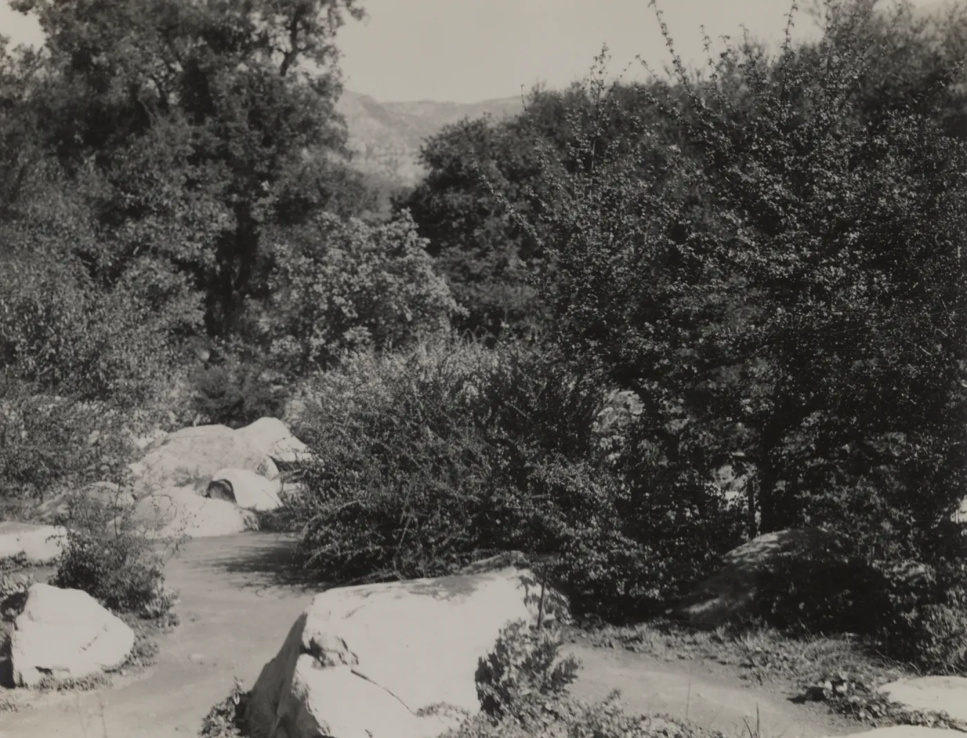 Ceanothus Section, 1939