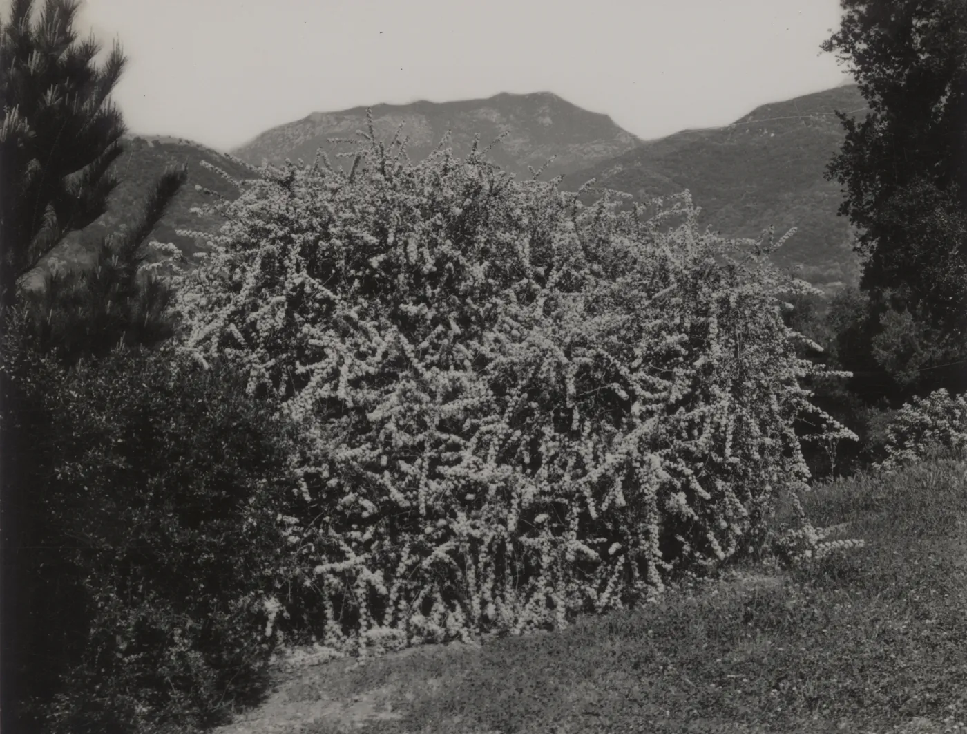 Ceanothus megacarpus var. pendulus, 1938