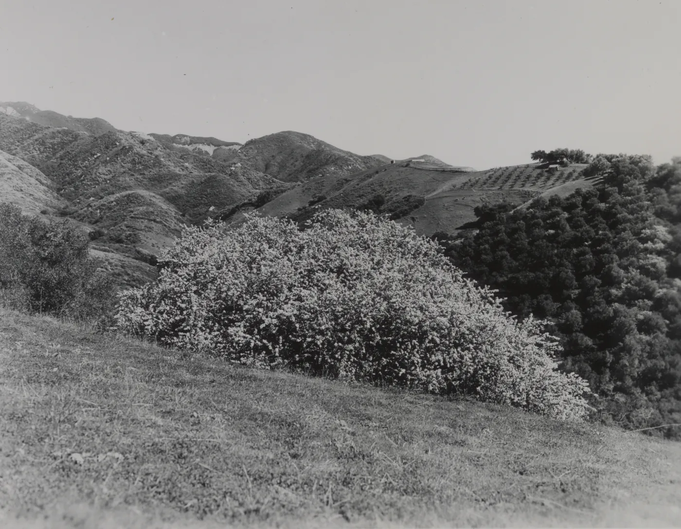 Ceanothus (California Lilac), 1939