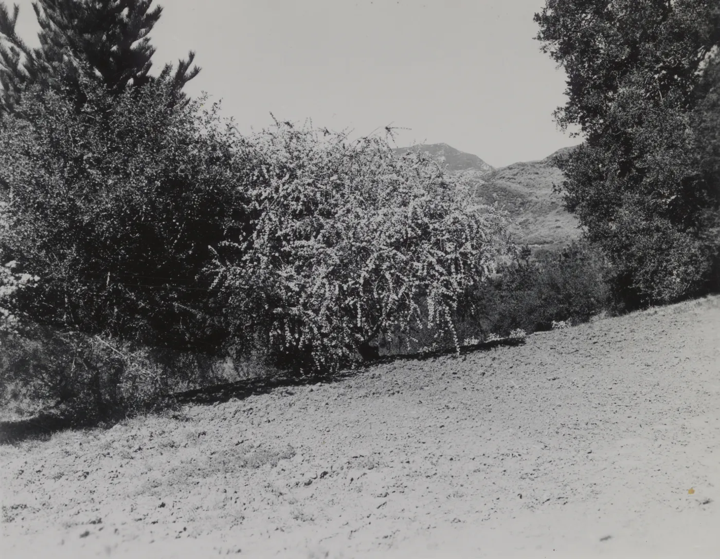Ceanothus megacarpus var. pendulus, 1939