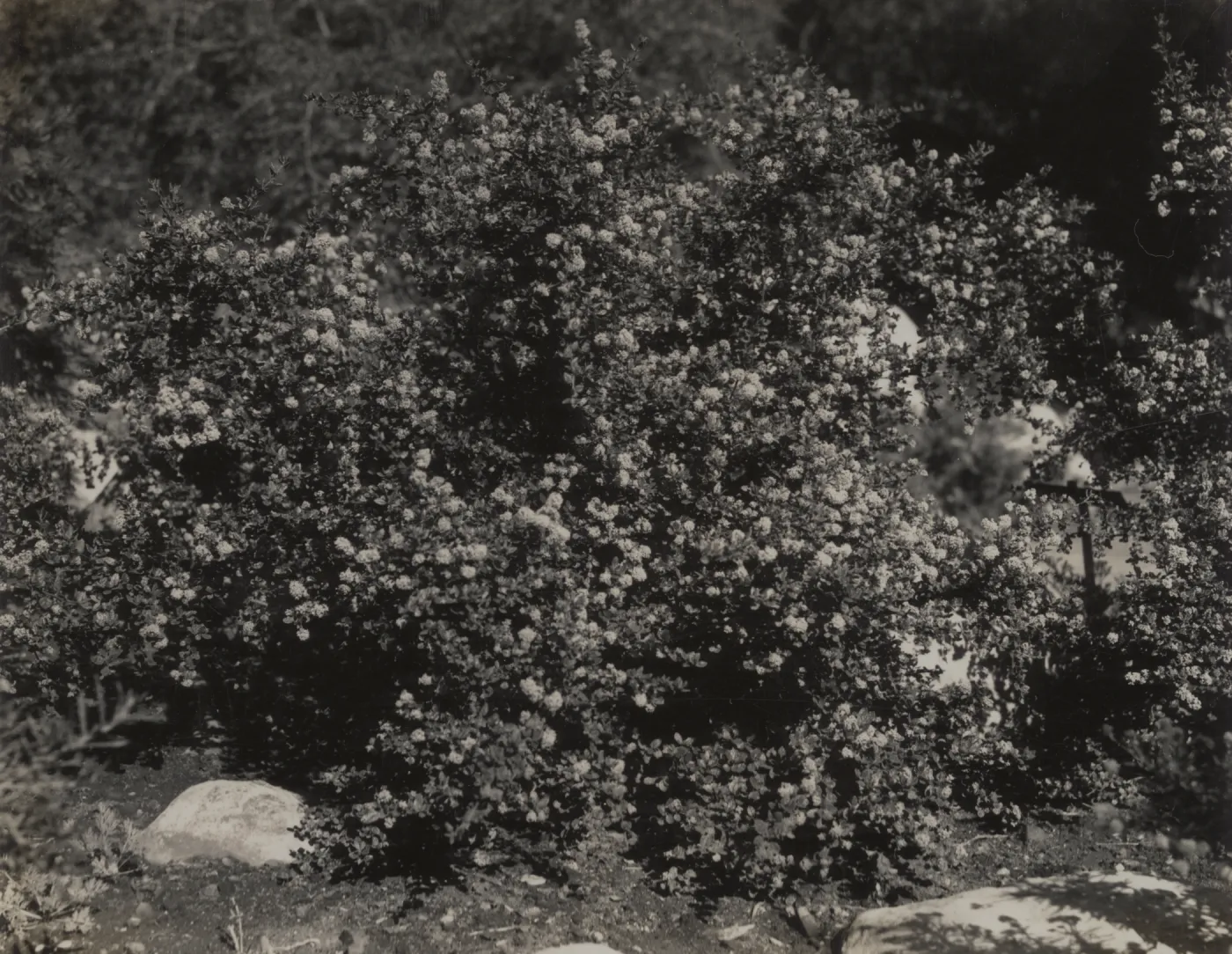 Ceanothus impressus var. nipomensis, 1939