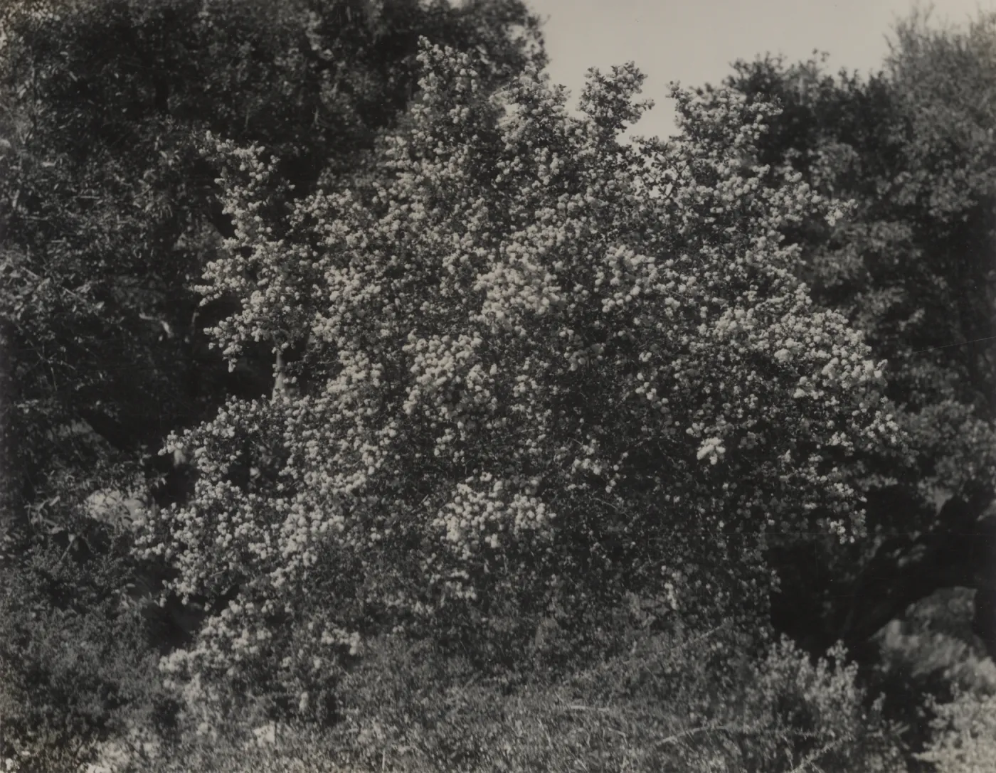 Ceanothus oliganthus, 1939