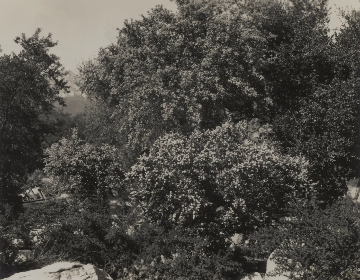 Ceanothus oliganthus, 1939