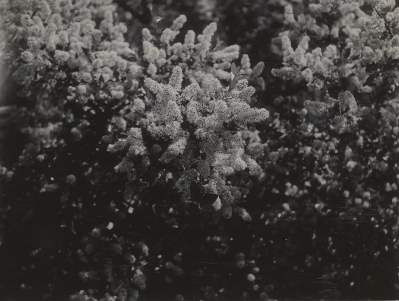 Ceanothus oliganthus, 1939