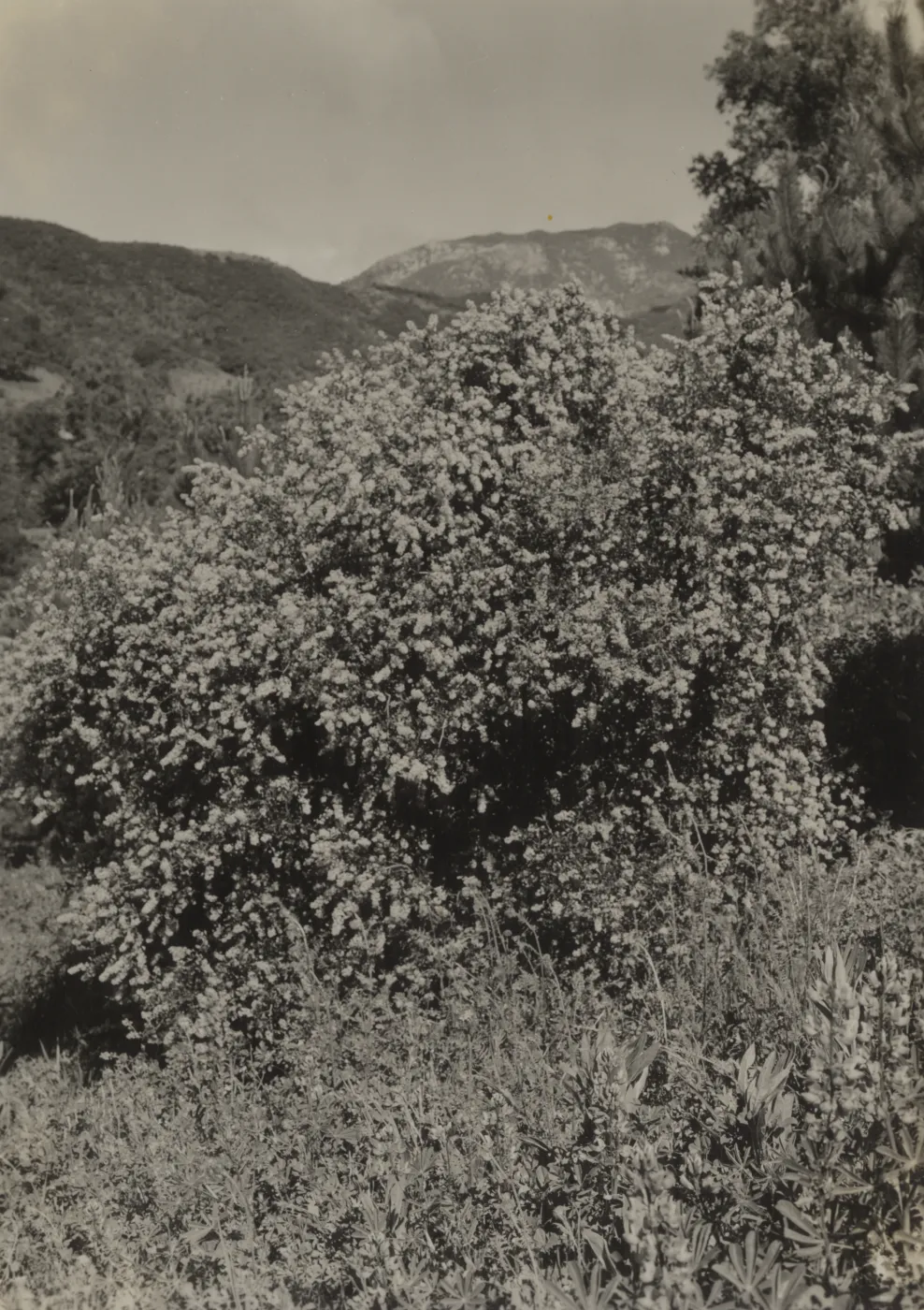 Ceanothus sorediatus, 1937