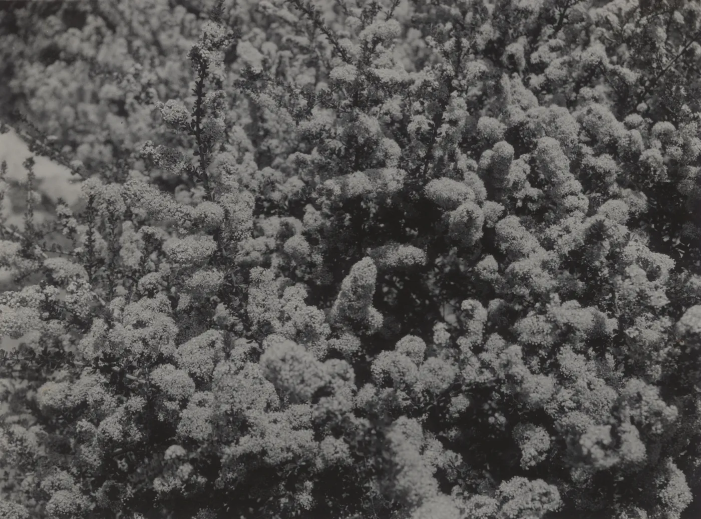 Ceanothus ramulosus, 1939