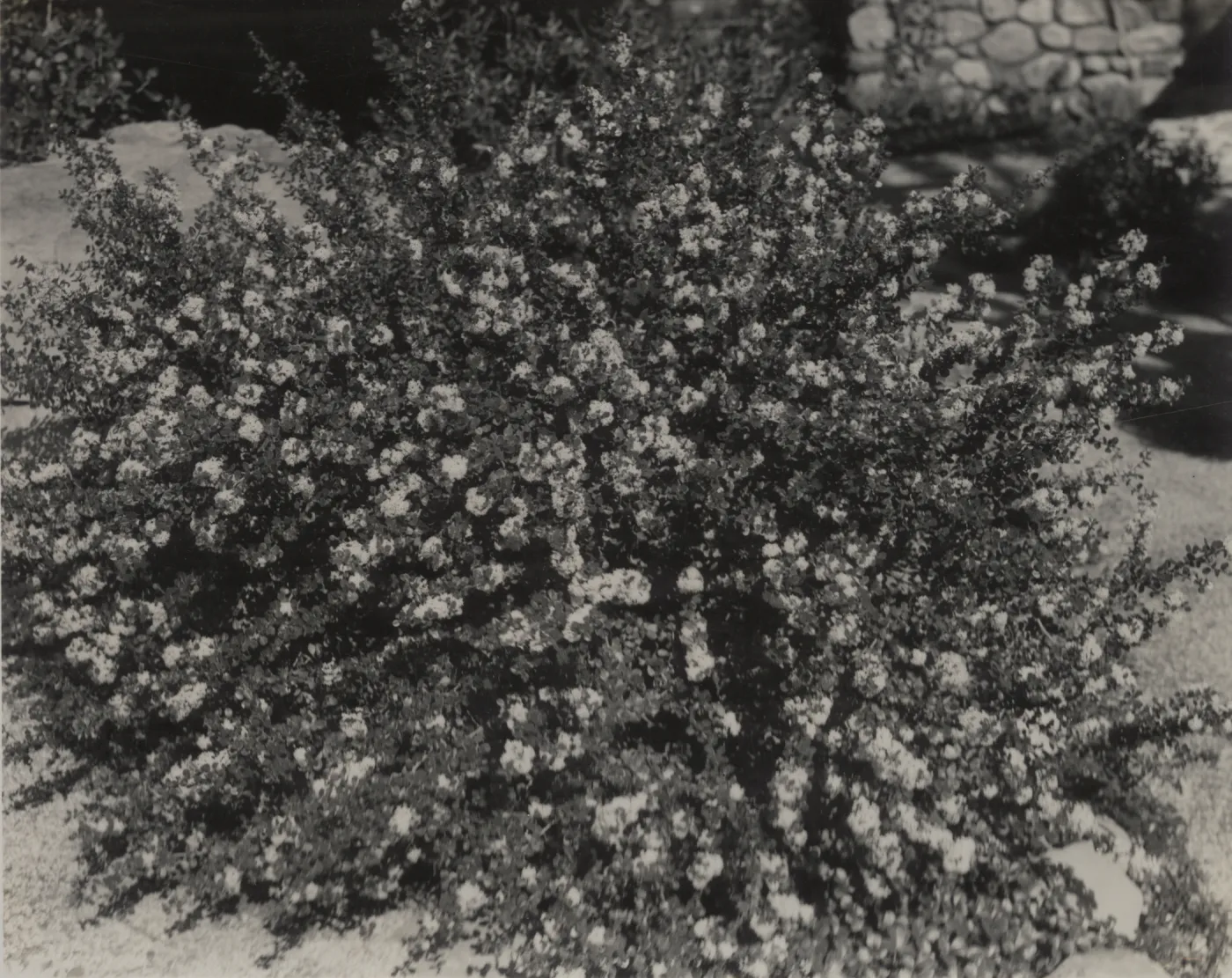 Ceanothus verrucosus, 1939 