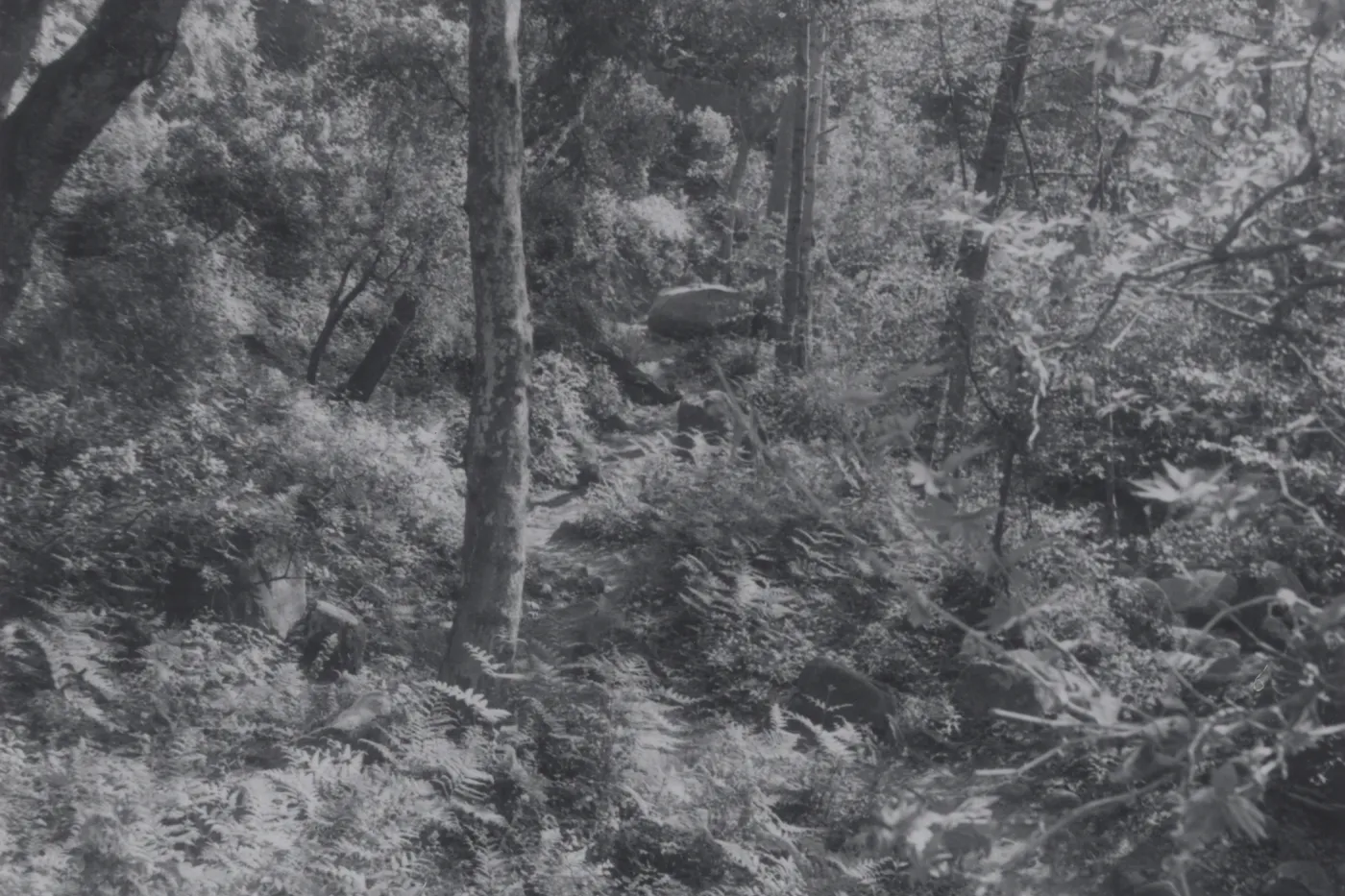 Mission Canyon, viewed from the top of Mission Dam, 1955