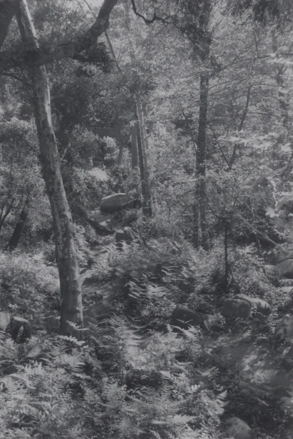 Mission Canyon, viewed from the top of Mission Dam, 1955