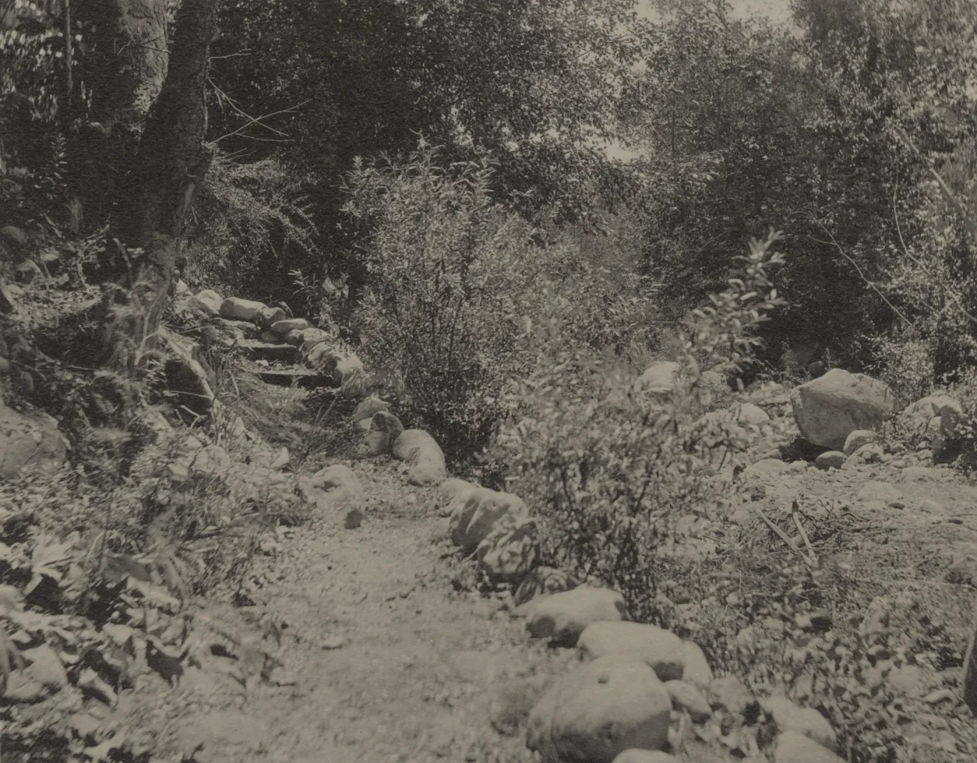 SBBG trail in Mission Canyon