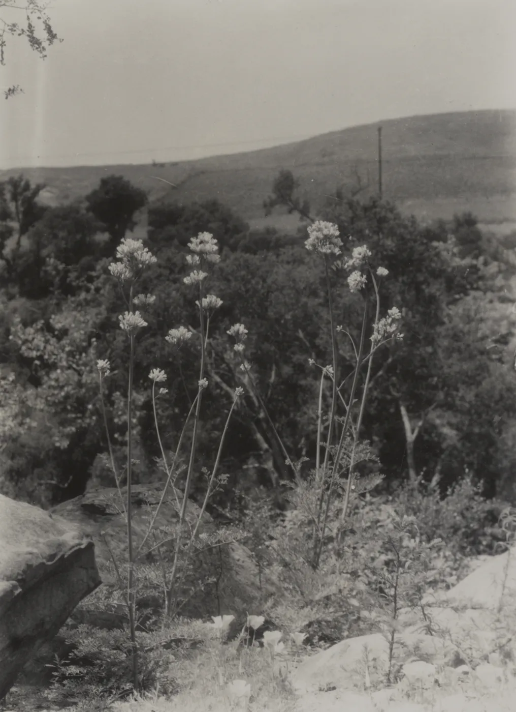 view of west slope of Mission canyon from edge of canyon