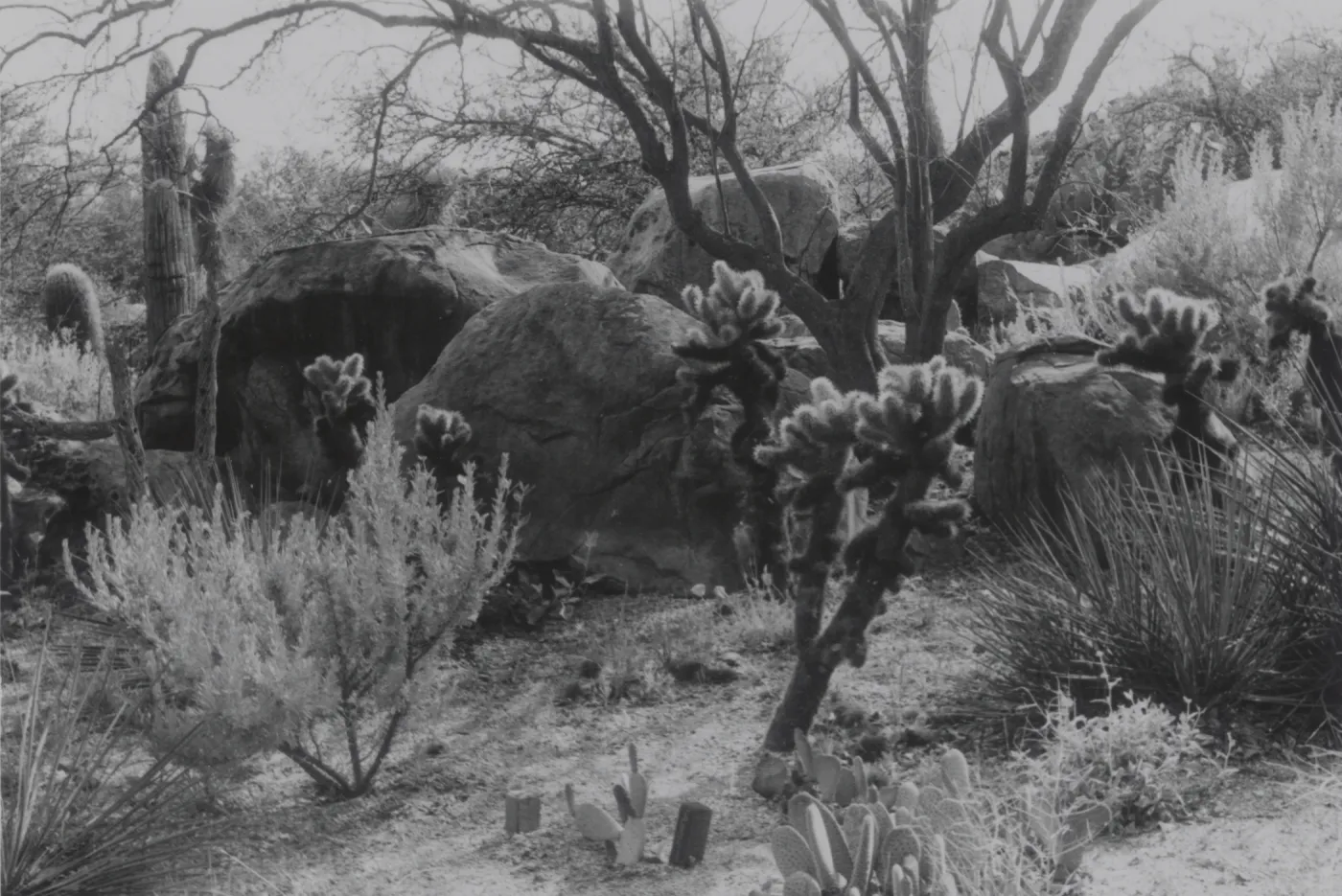 Desert Section, 1958