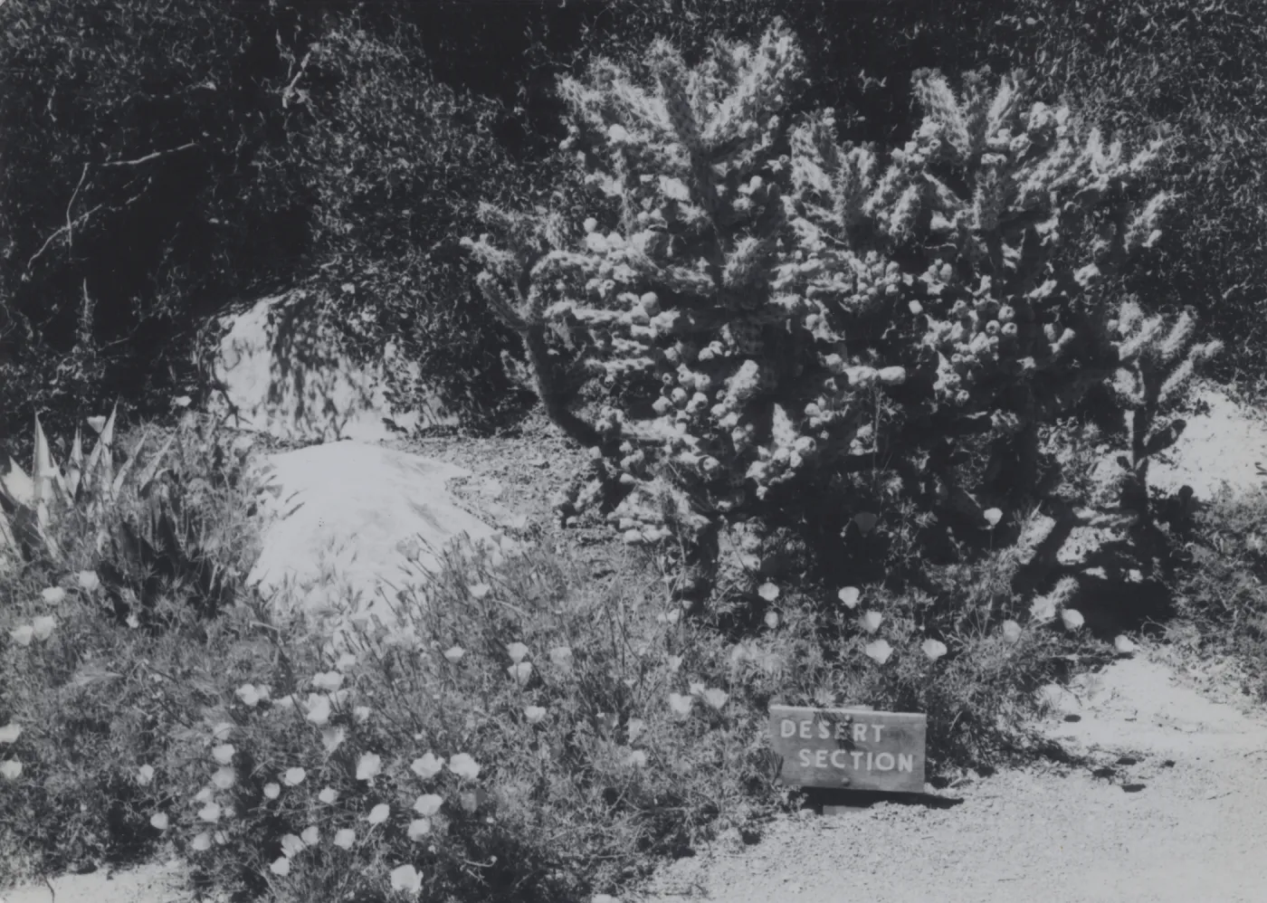 cholla, Desert Section, 1979