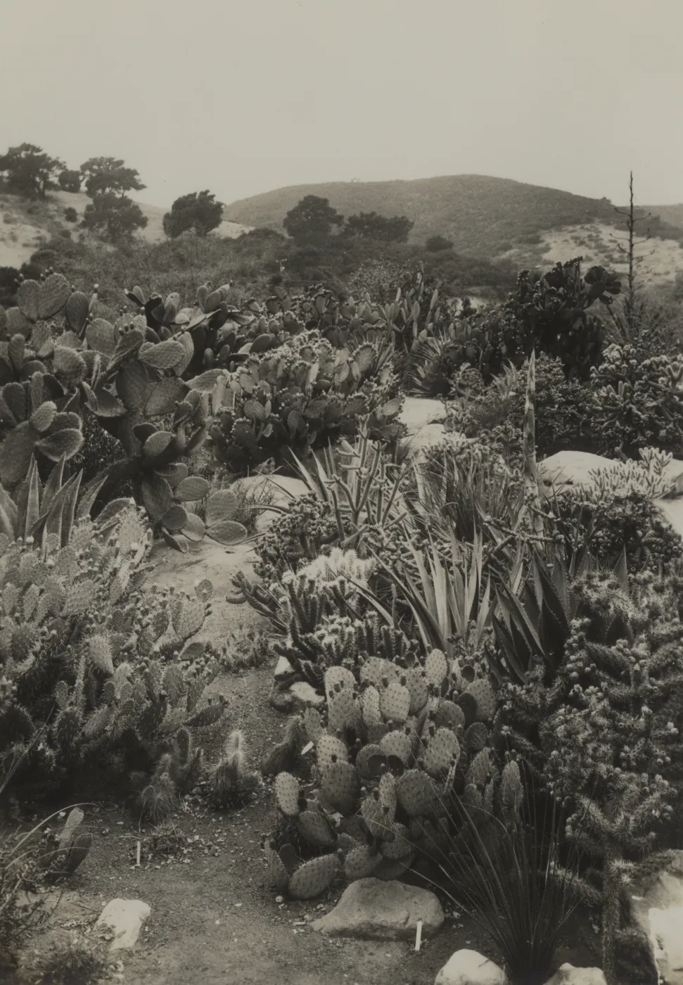 Desert Section, 1937