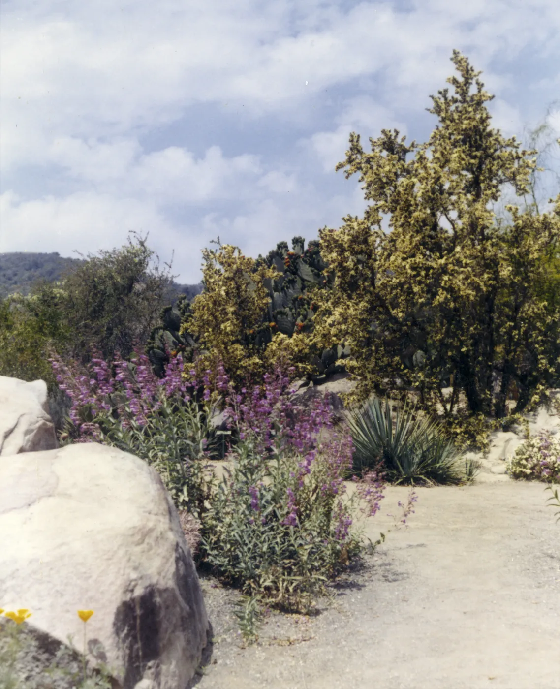 Desert Section, 1959