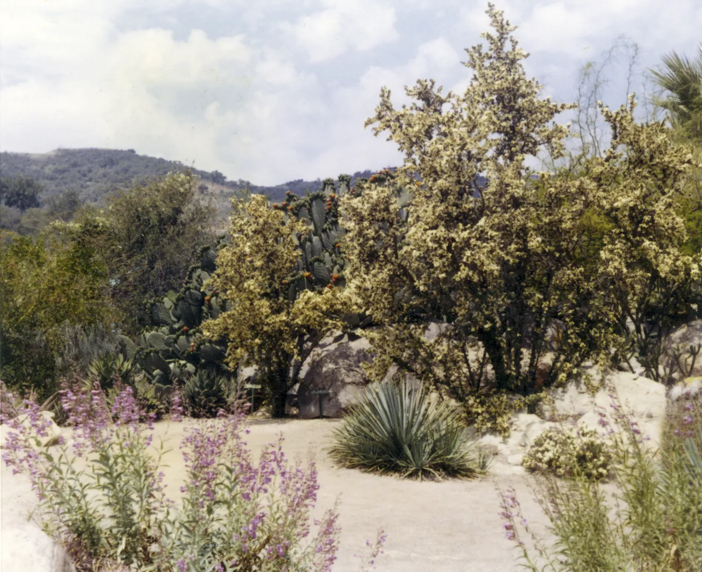 Desert Section, 1959