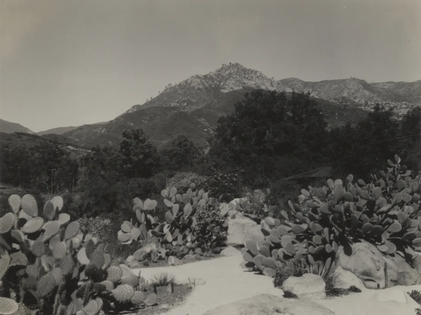 Desert Section with Santa Ynez Mountains in background