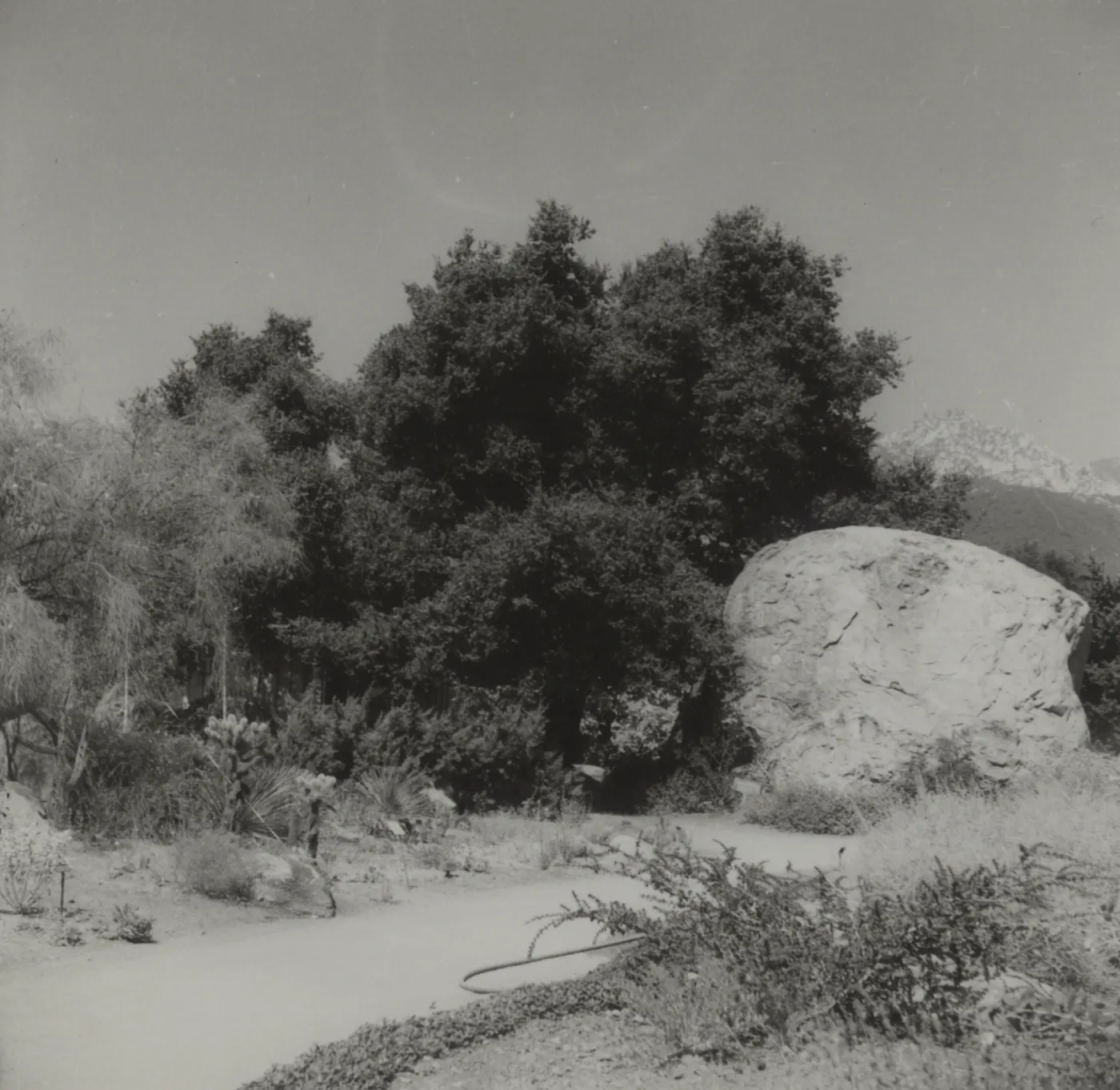 Blaksley Boulder (Coastal Live Oak)