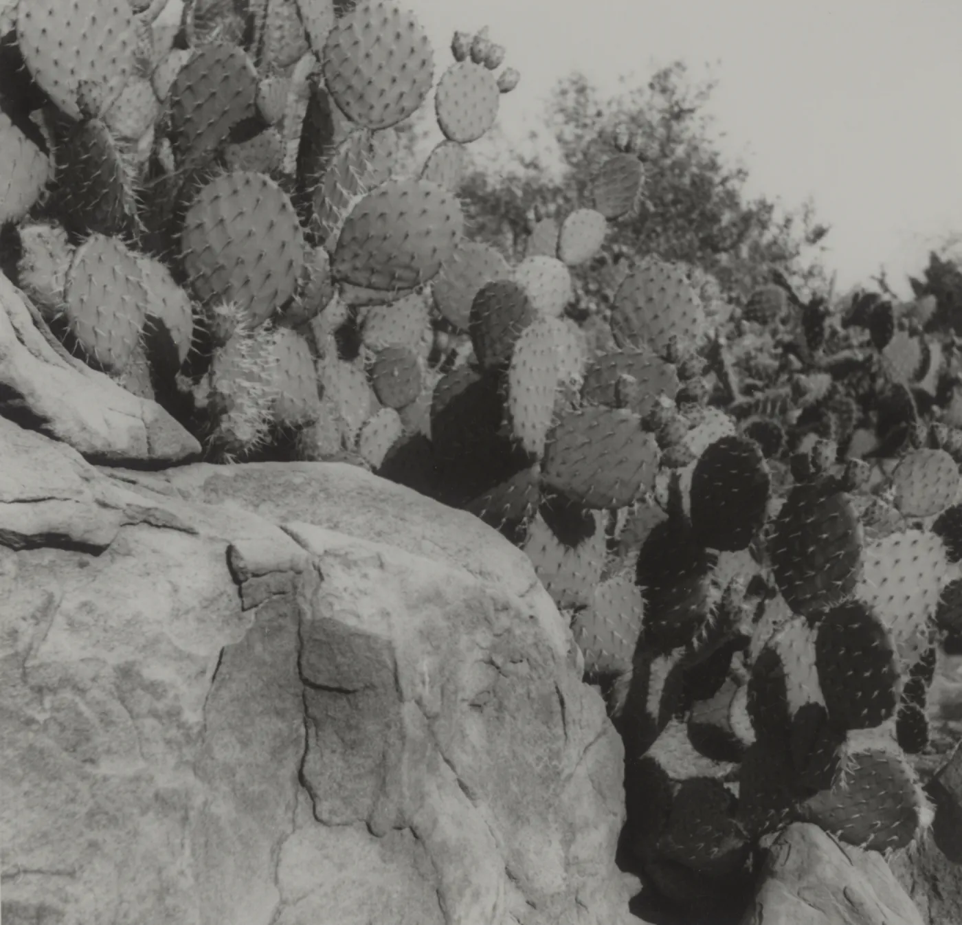 cactus in the Desert Section (Prickly-pear)