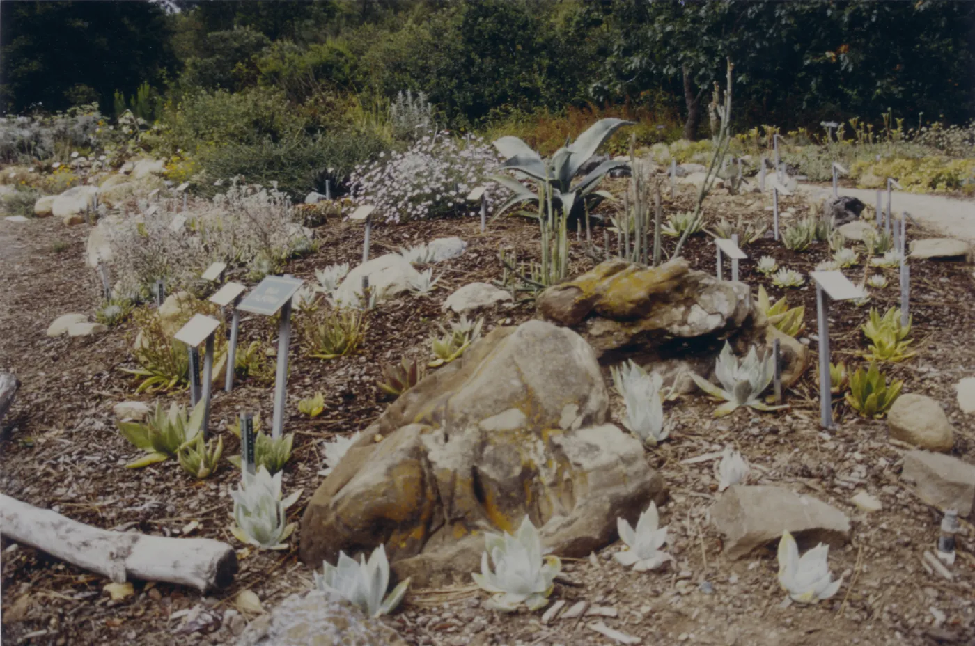 new Dudleya (liveforevers) display, 1993