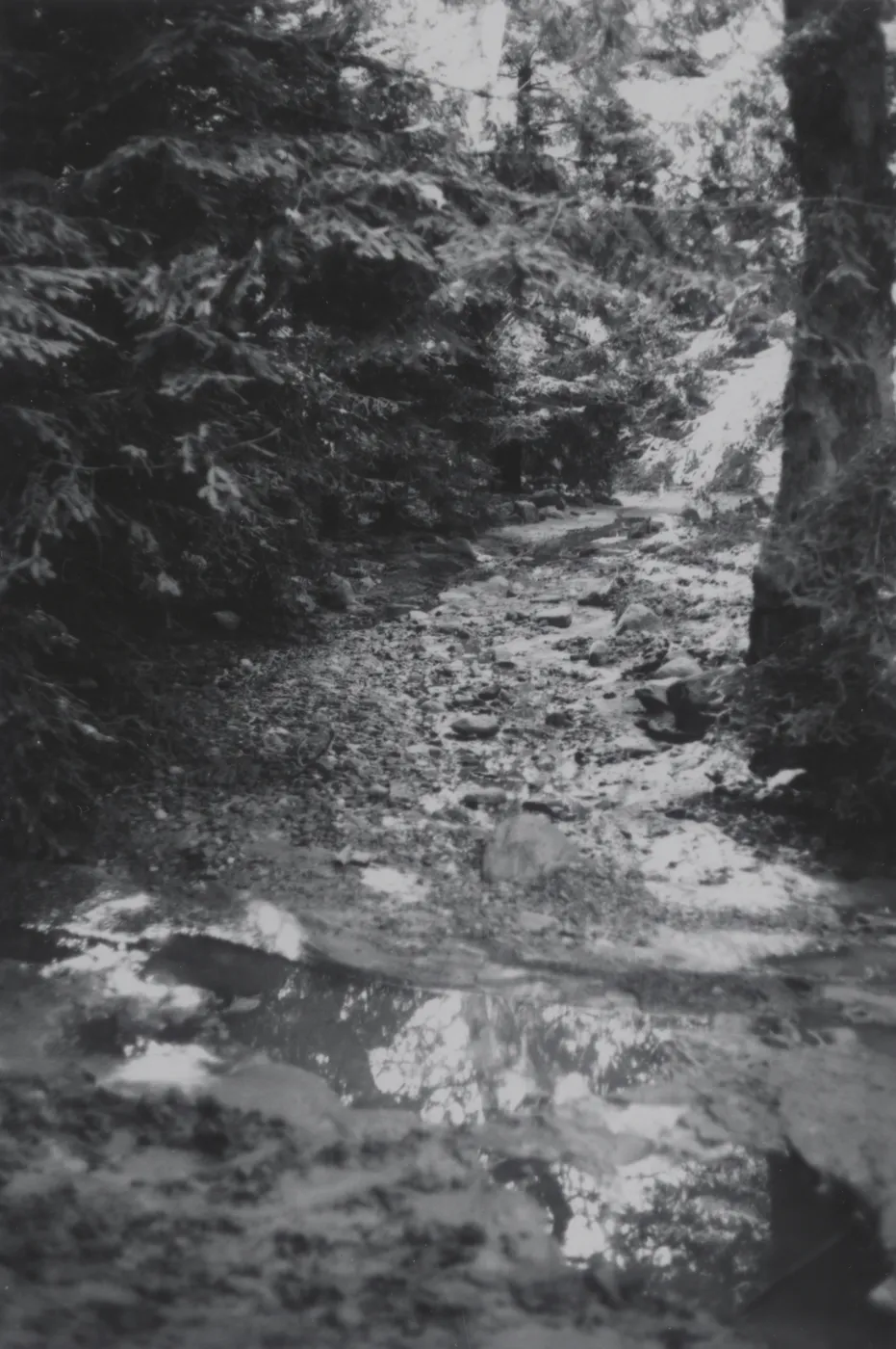 SBBG Redwood Section, overflow of Mission Creek, 1969