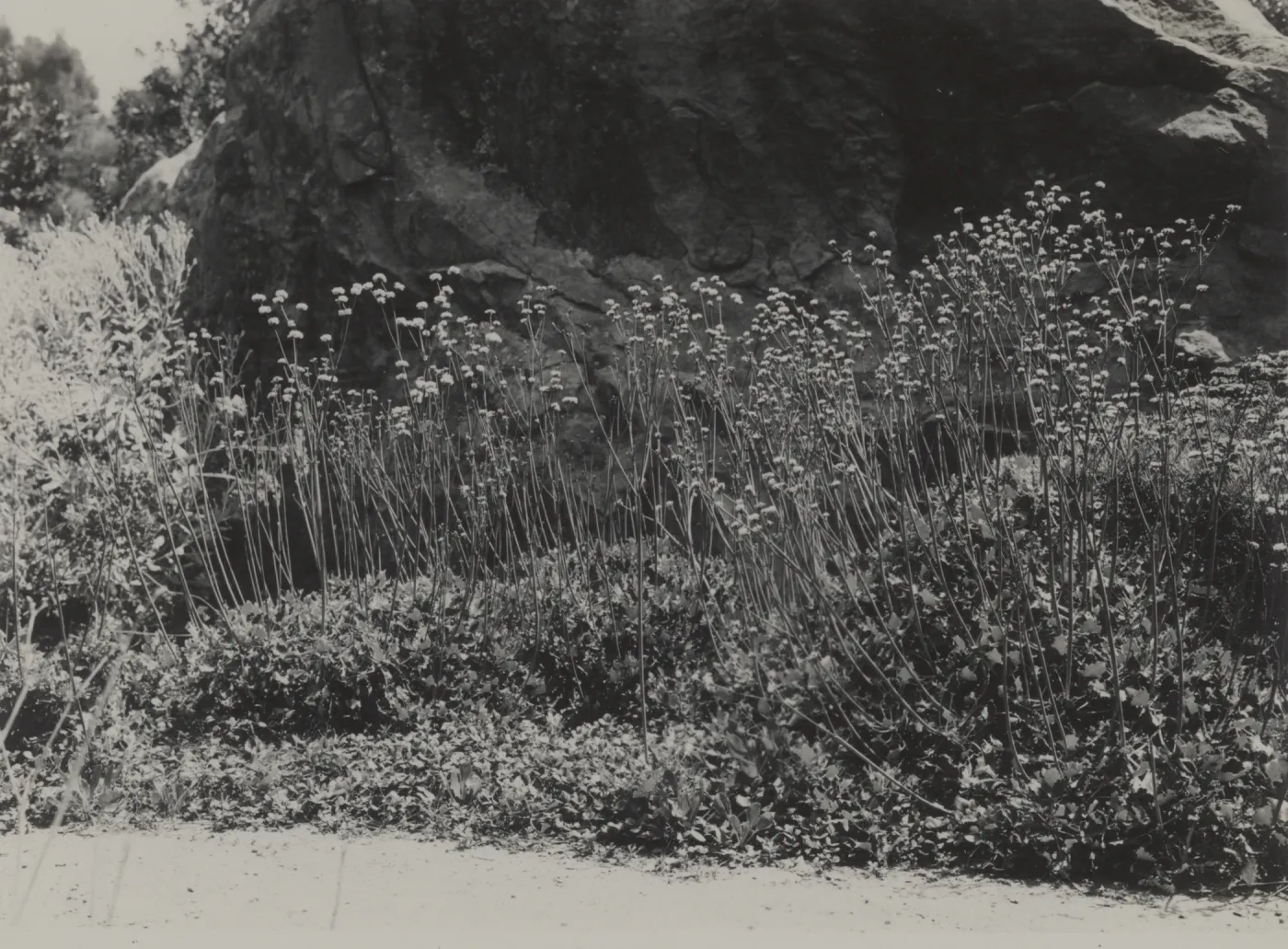 south side of entrance boulder, old Island Trail, 1934
