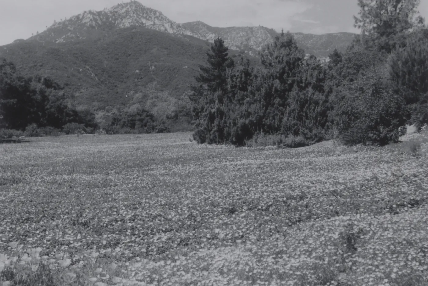 Meadow, 1950's