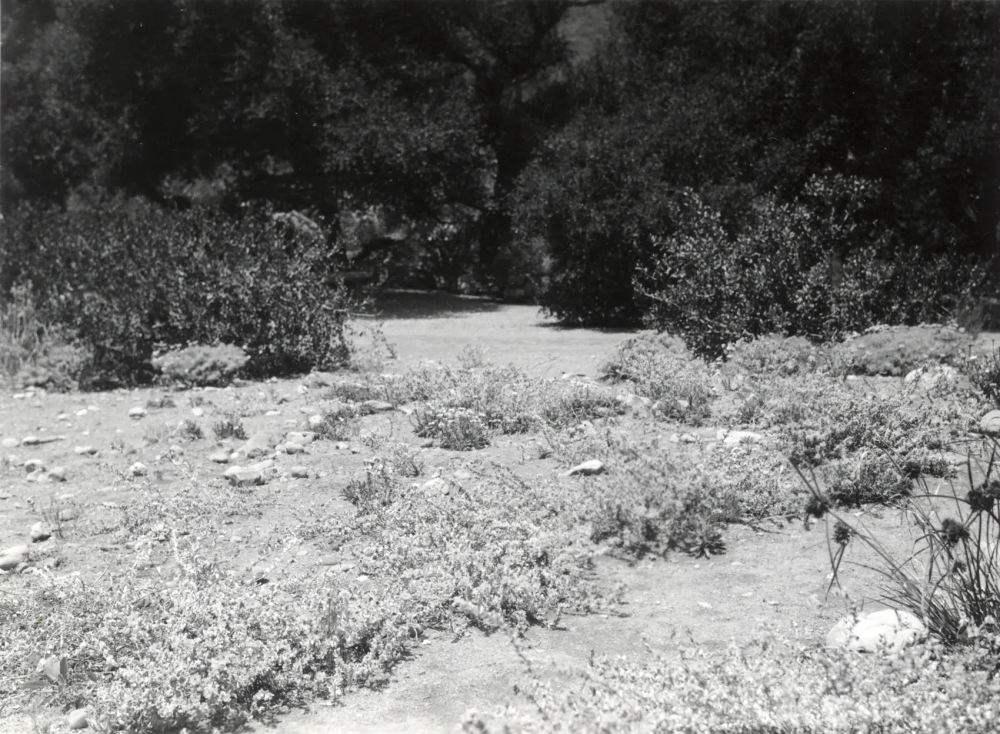 Meadow, Meadow Oaks