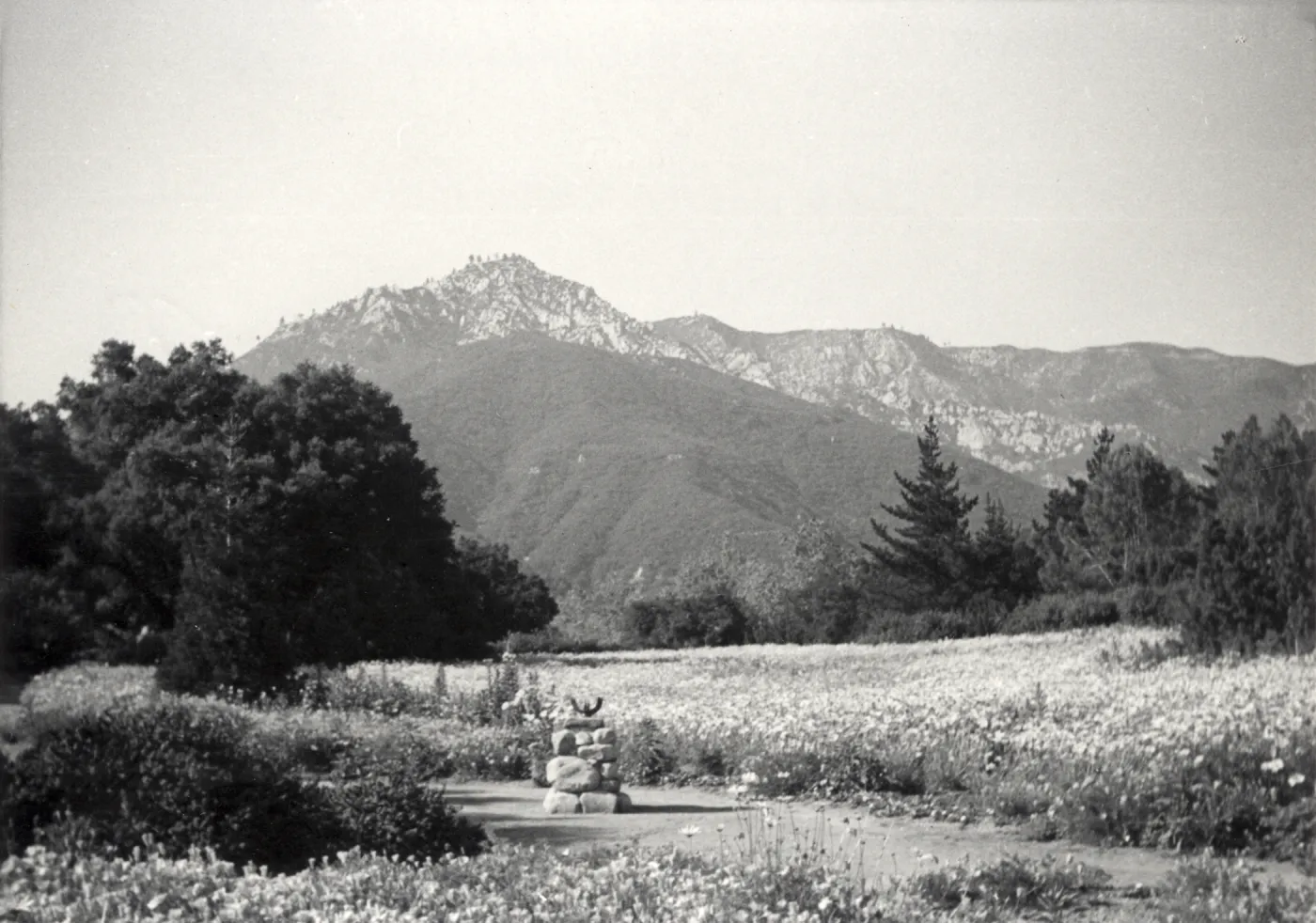 expanse of flowers in Meadow with La Cumbre Peak in background, 1940's