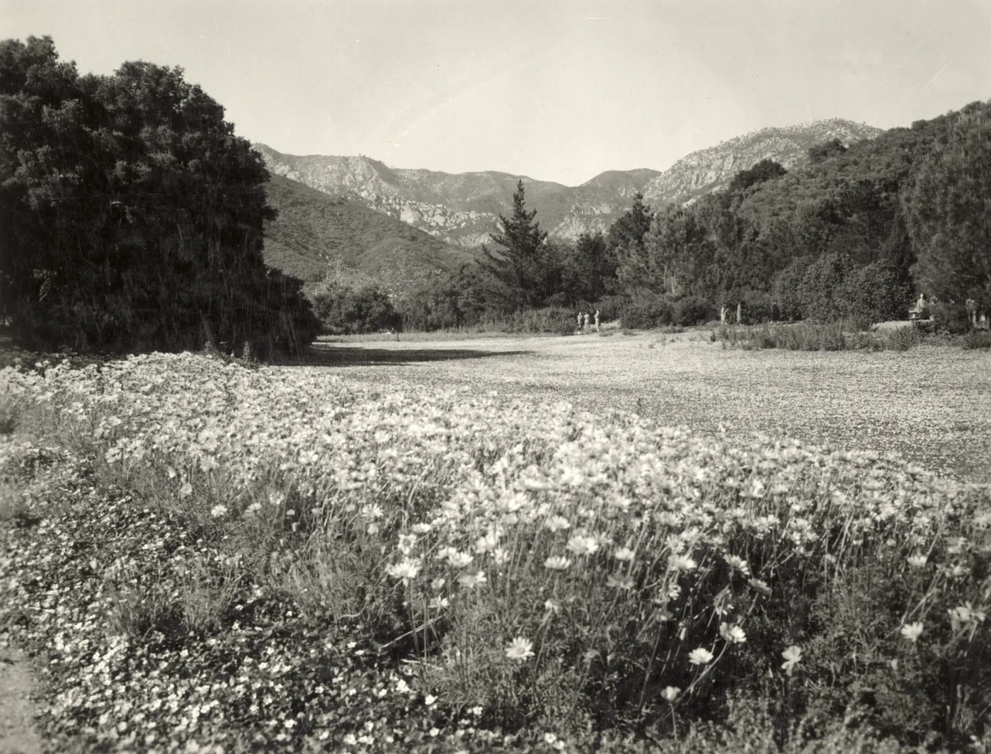 Coreopsis border in bloom, strawberry Meadow, 1945
