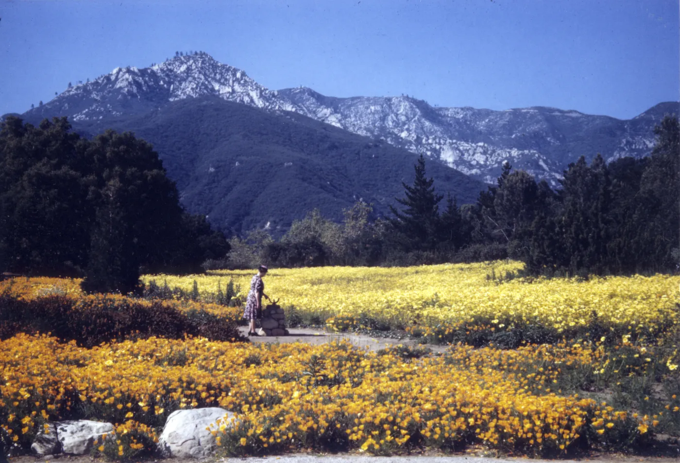 Meadow in bloom, 1948