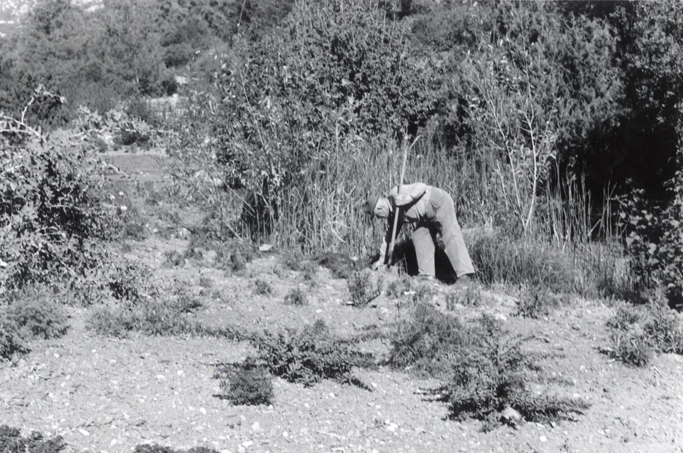 Grounds staff in the Meadow, 1953