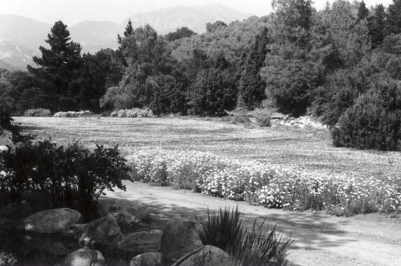 Meadow in spring bloom, 1957