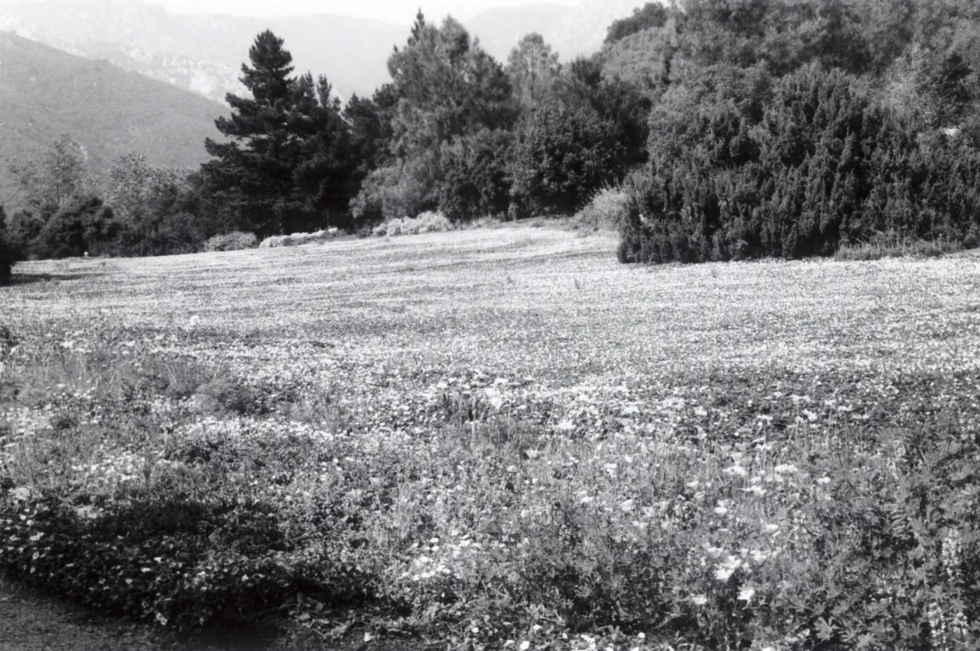 Meadow, 1958