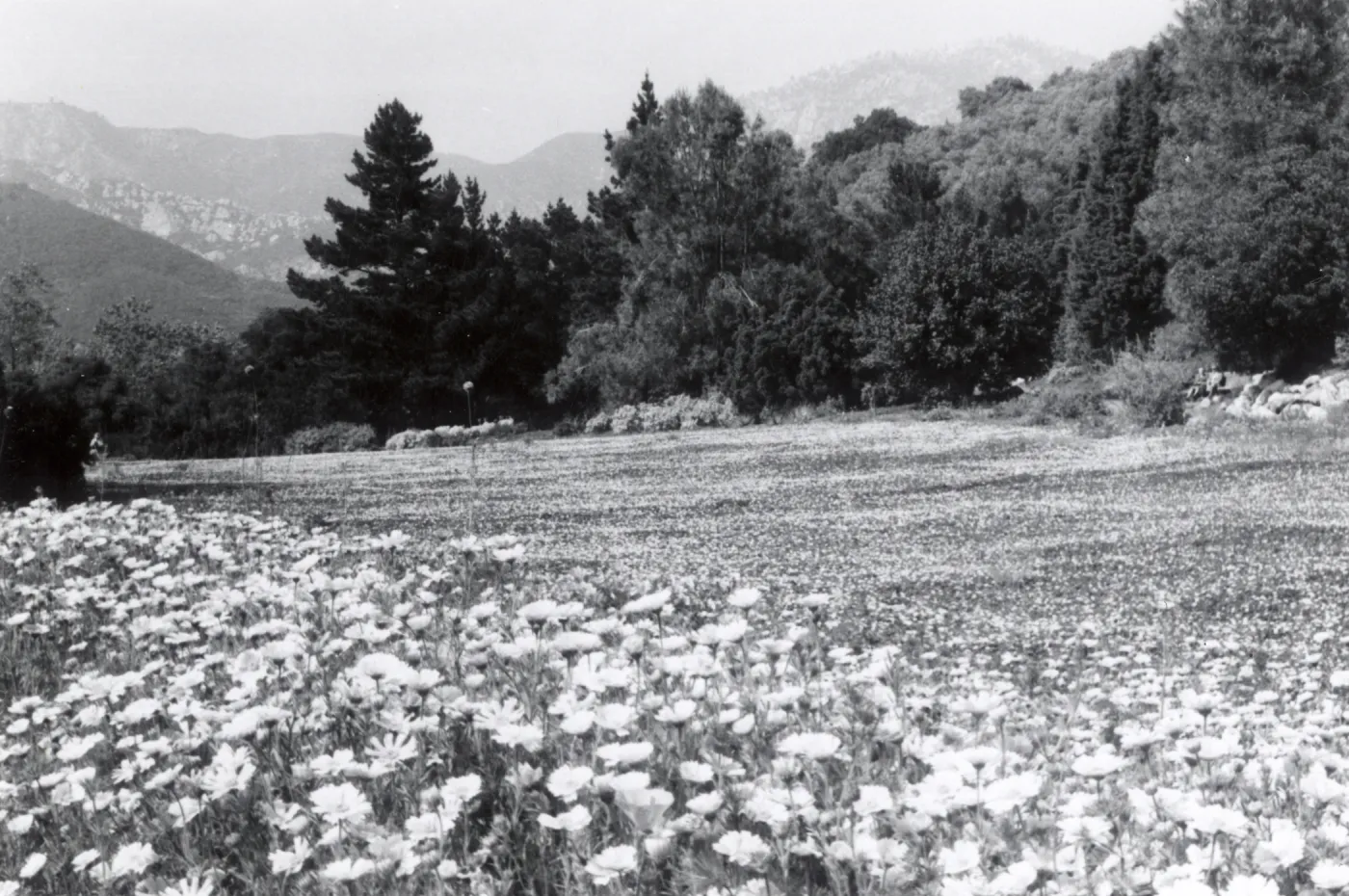 Meadow, 1958