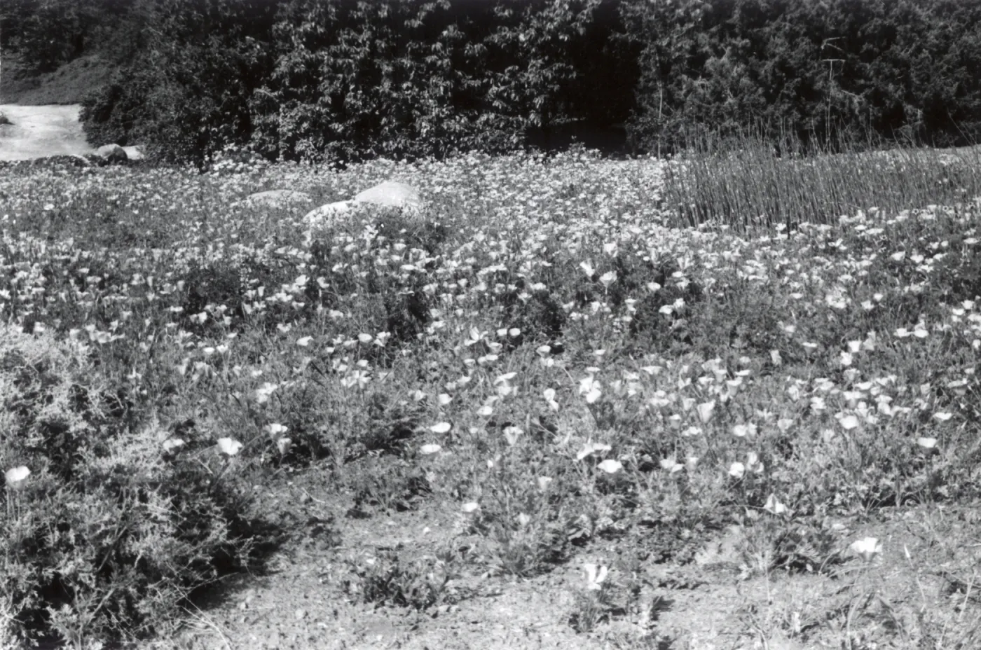 flowers in the Meadow, 1958