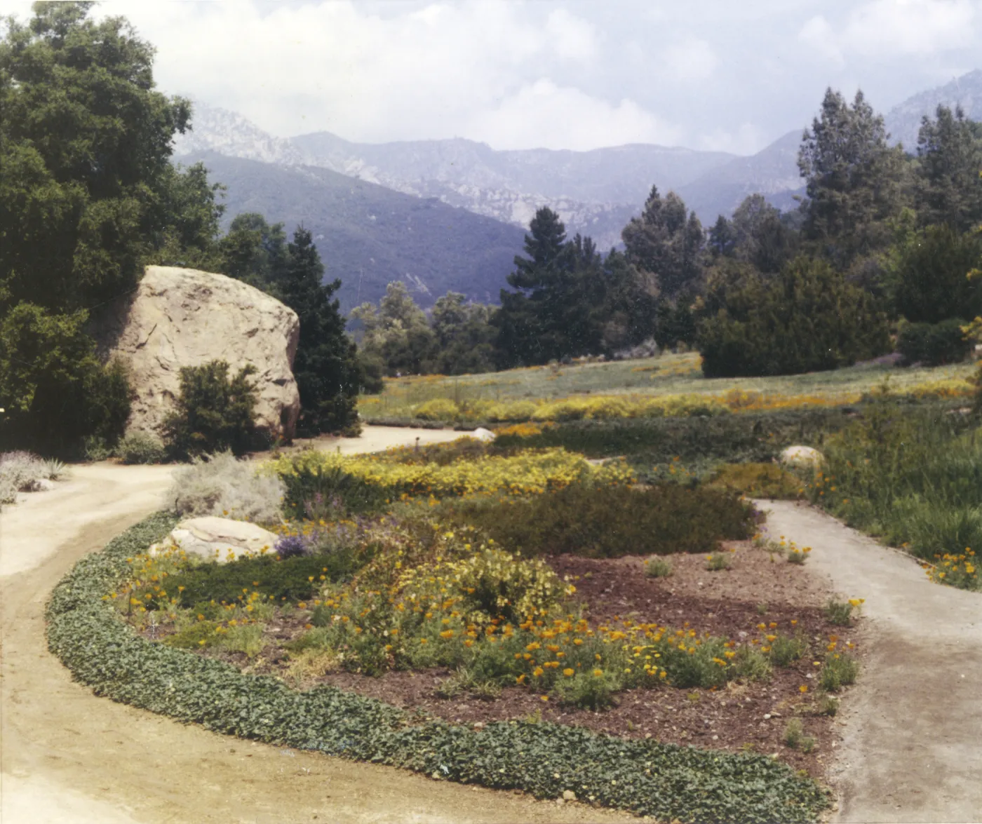Meadow border, 1969