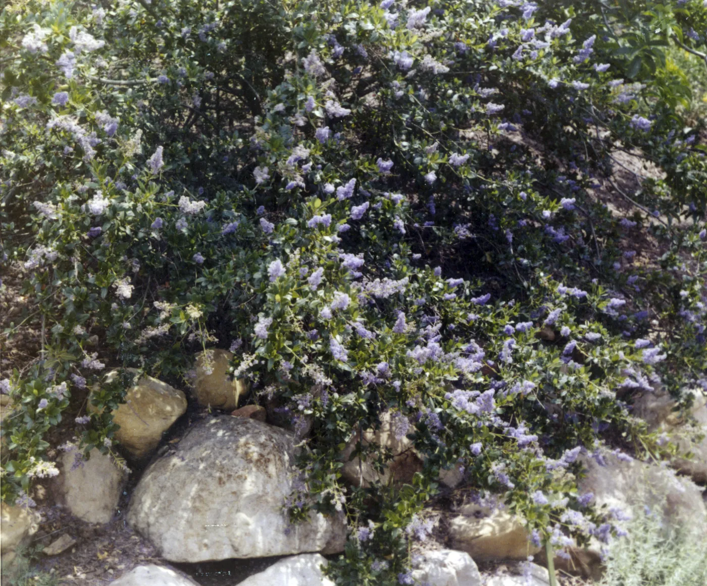 Ceanothus (California Lilac)