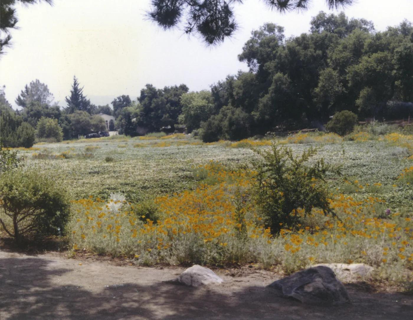 looking down the Meadow toward the Blaksley Library